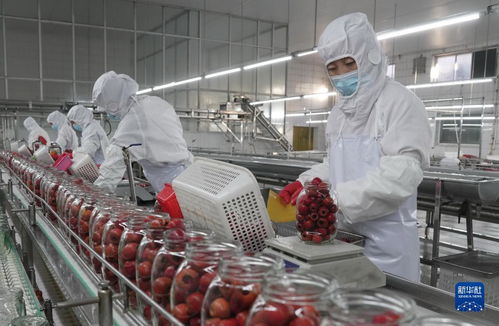 河北遵化 山楂產業(yè)生態(tài)富農